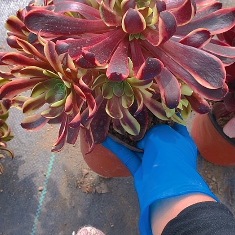 291欧加丽多肉植物