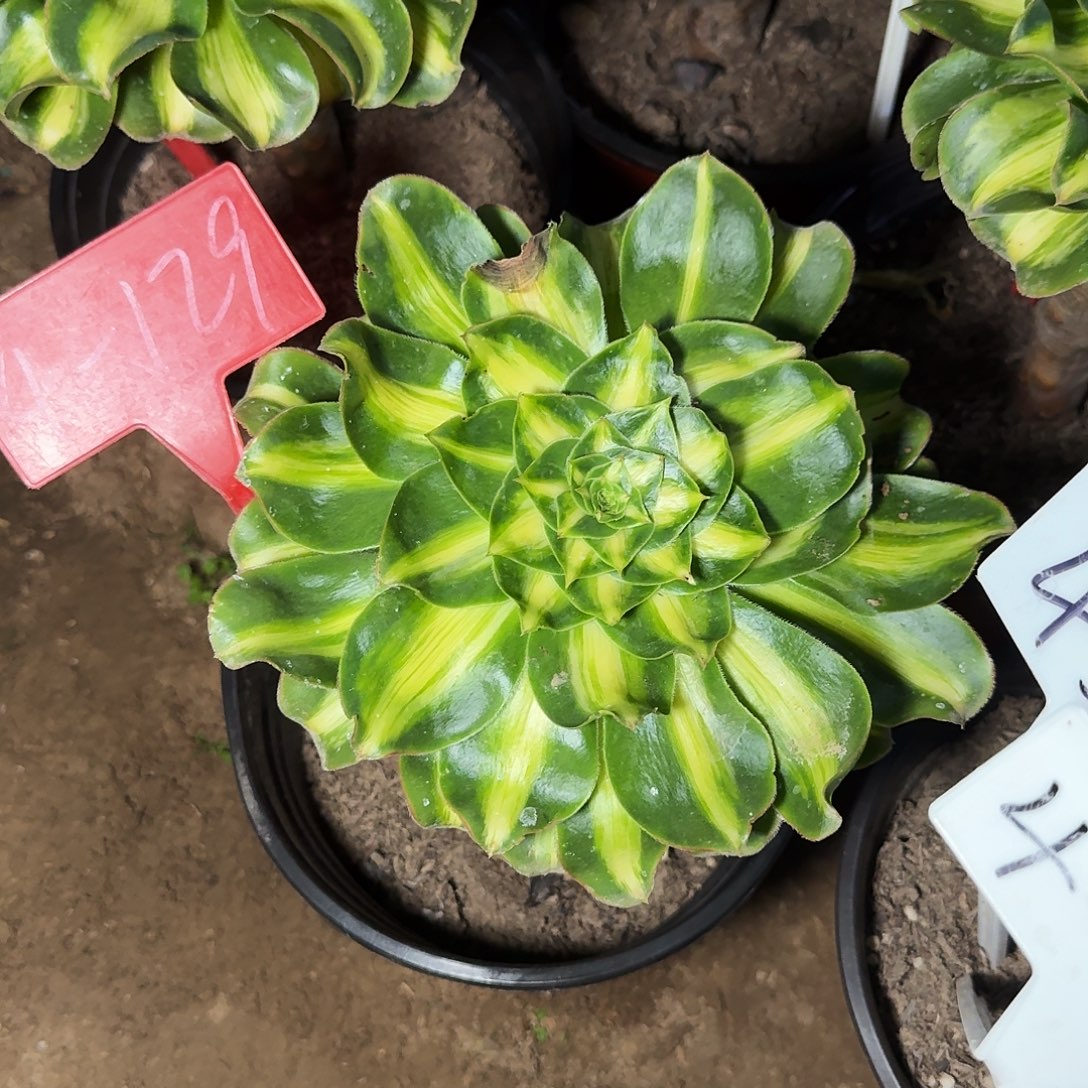 4+129暴君多肉法师