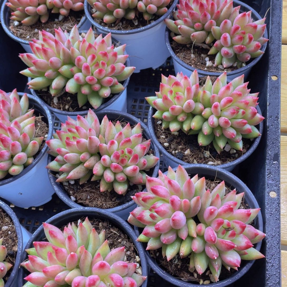 量拍37号 精品飘枝岩字一颗