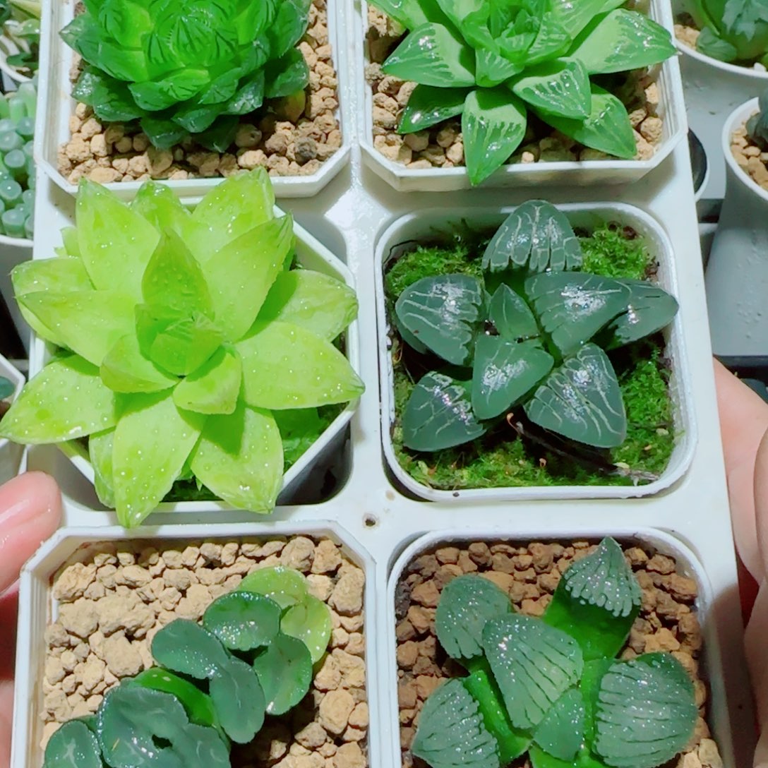 6盆玉露多肉植物组合