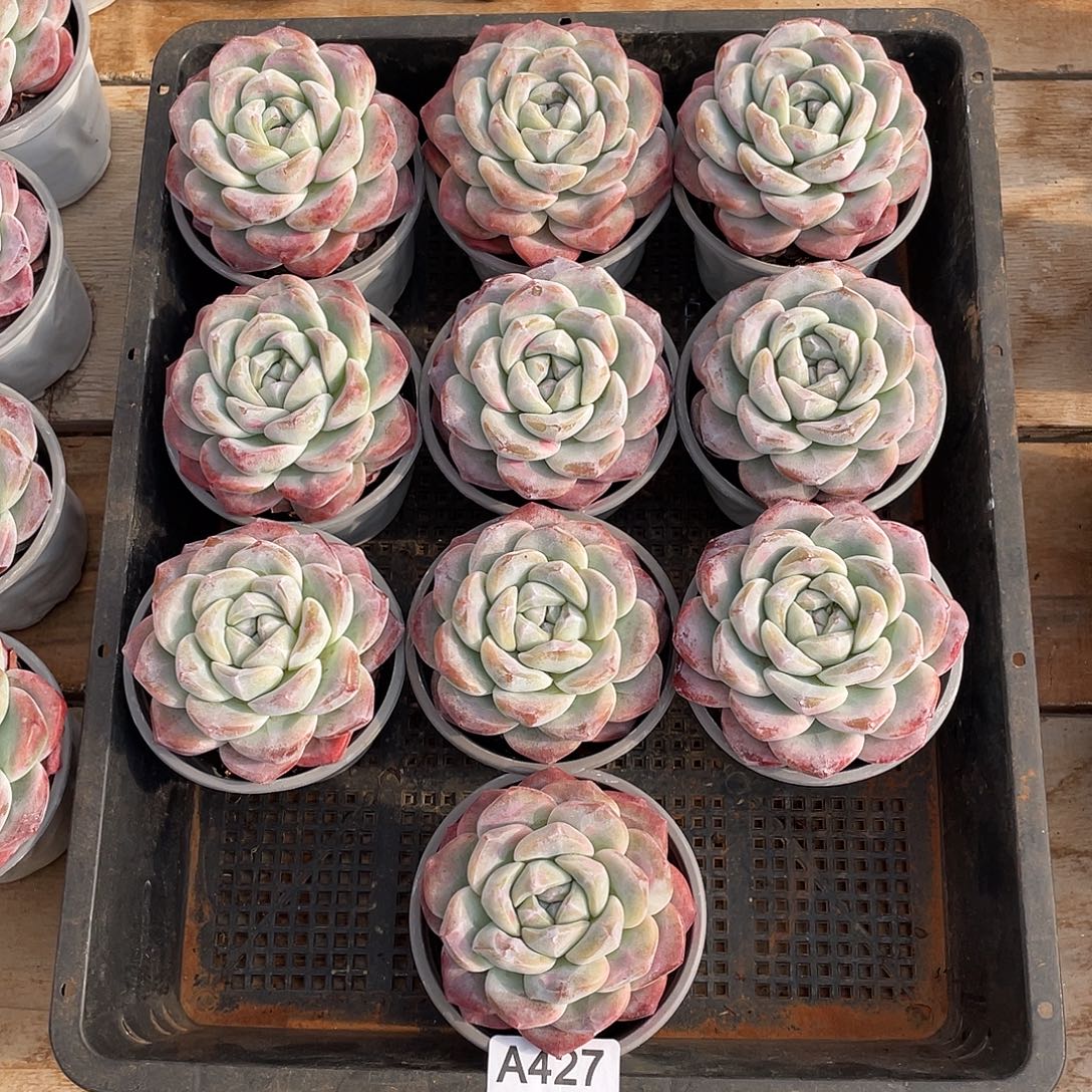 427多肉植物多肉植物