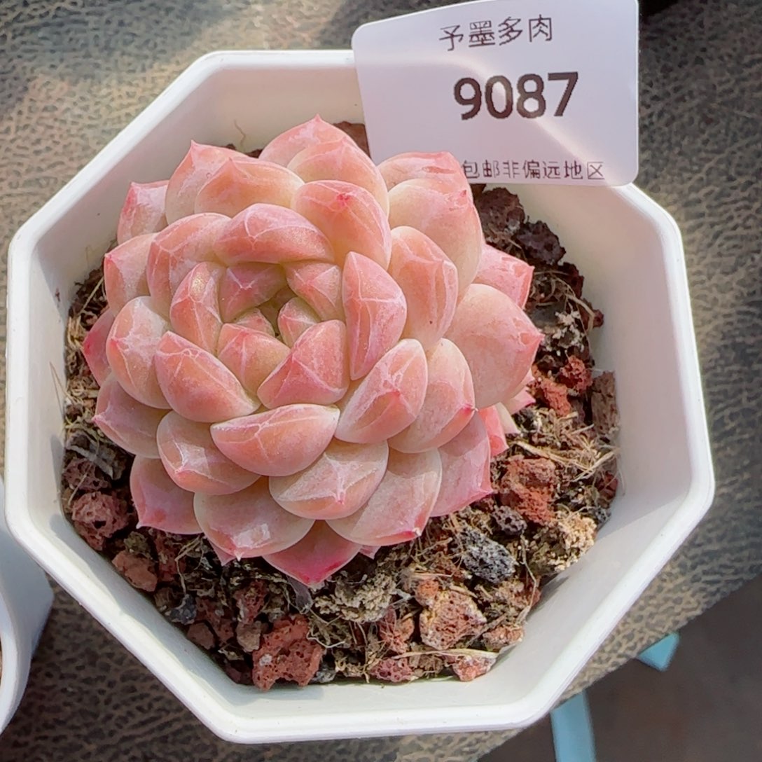 糯心冰魄，9087多肉植物