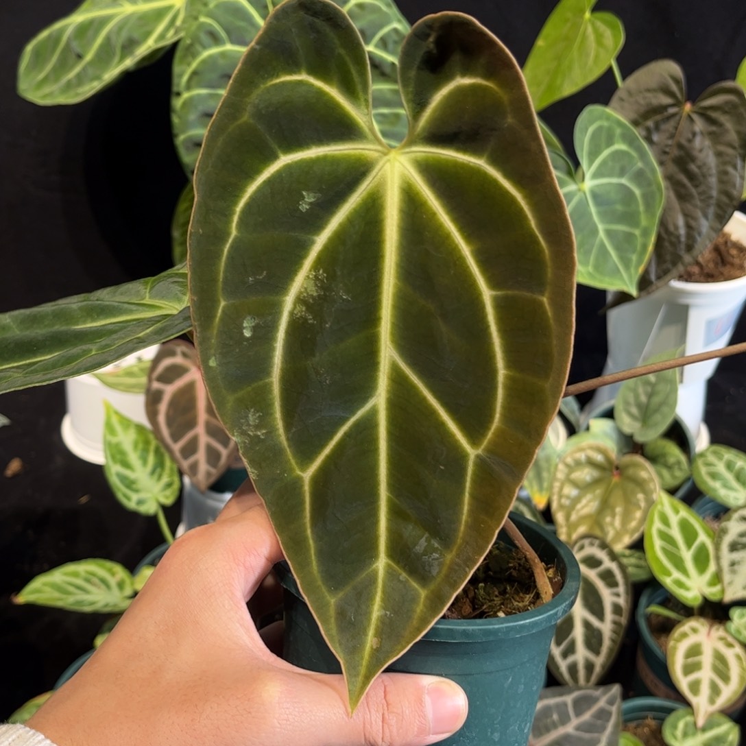 不开花植物贝斯籽播
