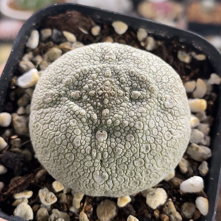 凝蹄玉实生仙人球4.7公分