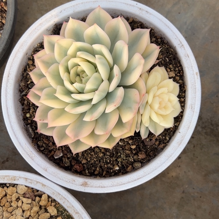 月亮仙子锦 阿松多肉