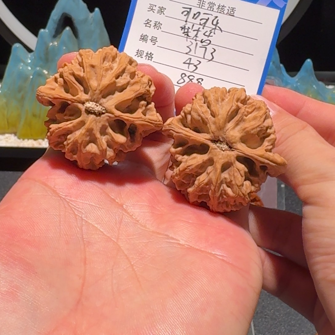 可***乐梨木台原树编号3173