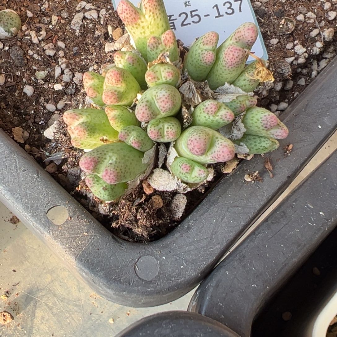 25-137肉锥多肉植物，