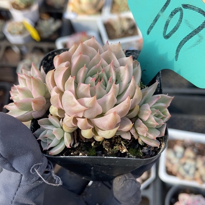 707玛格丽特锦多肉植物