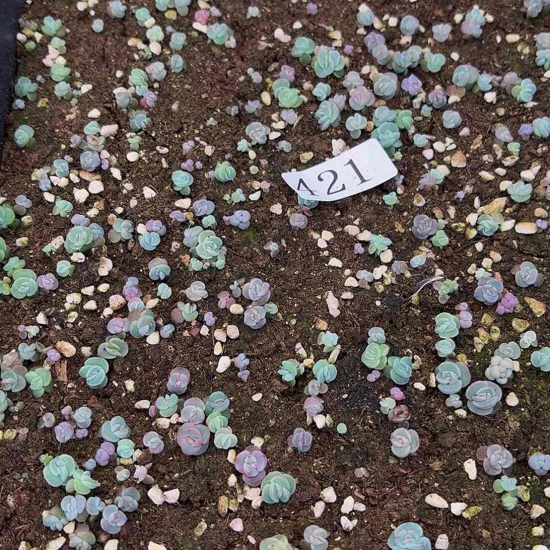 小****ღ多肉植物多肉植物421