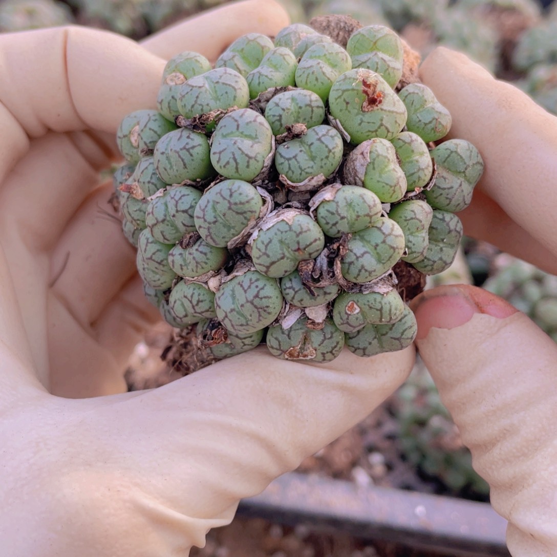 一颗猴脸888888888