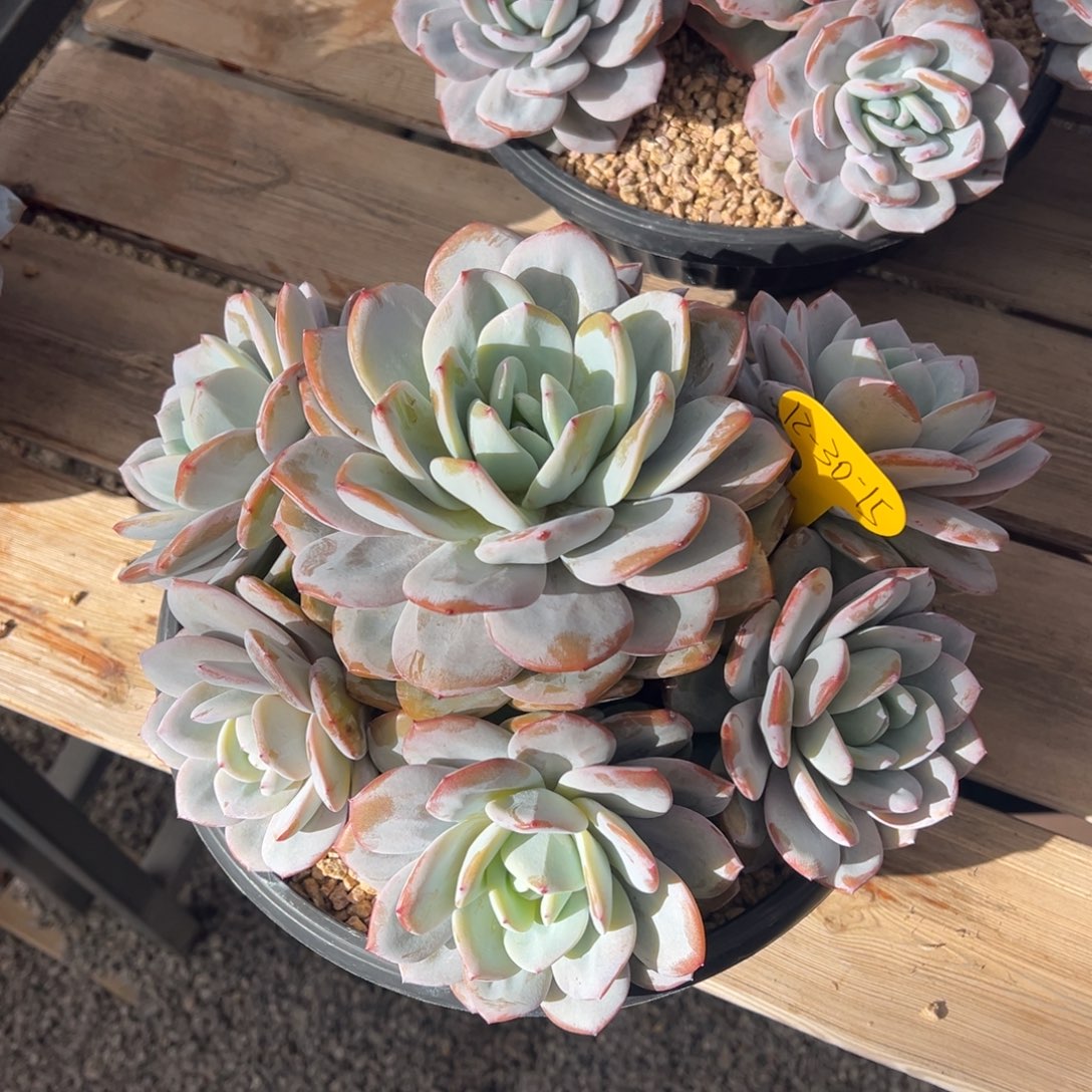 12-30-15奶茶多肉植物