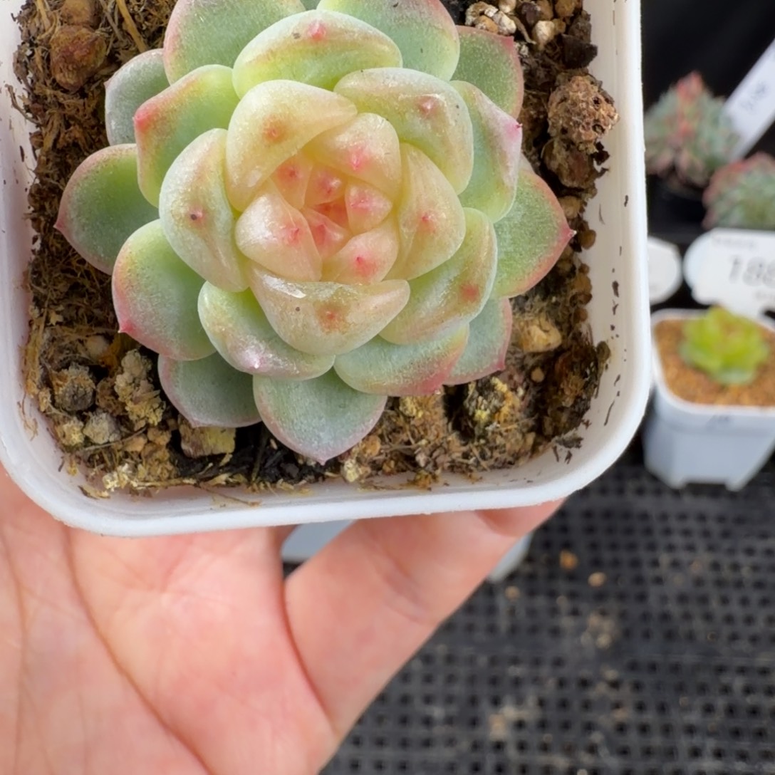 秃子甜心单头191号