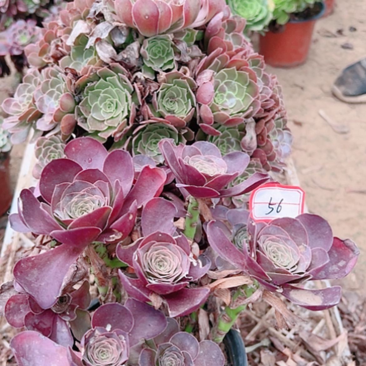 【闪购商品】无花朵伊*56号套餐2颗断枝不包