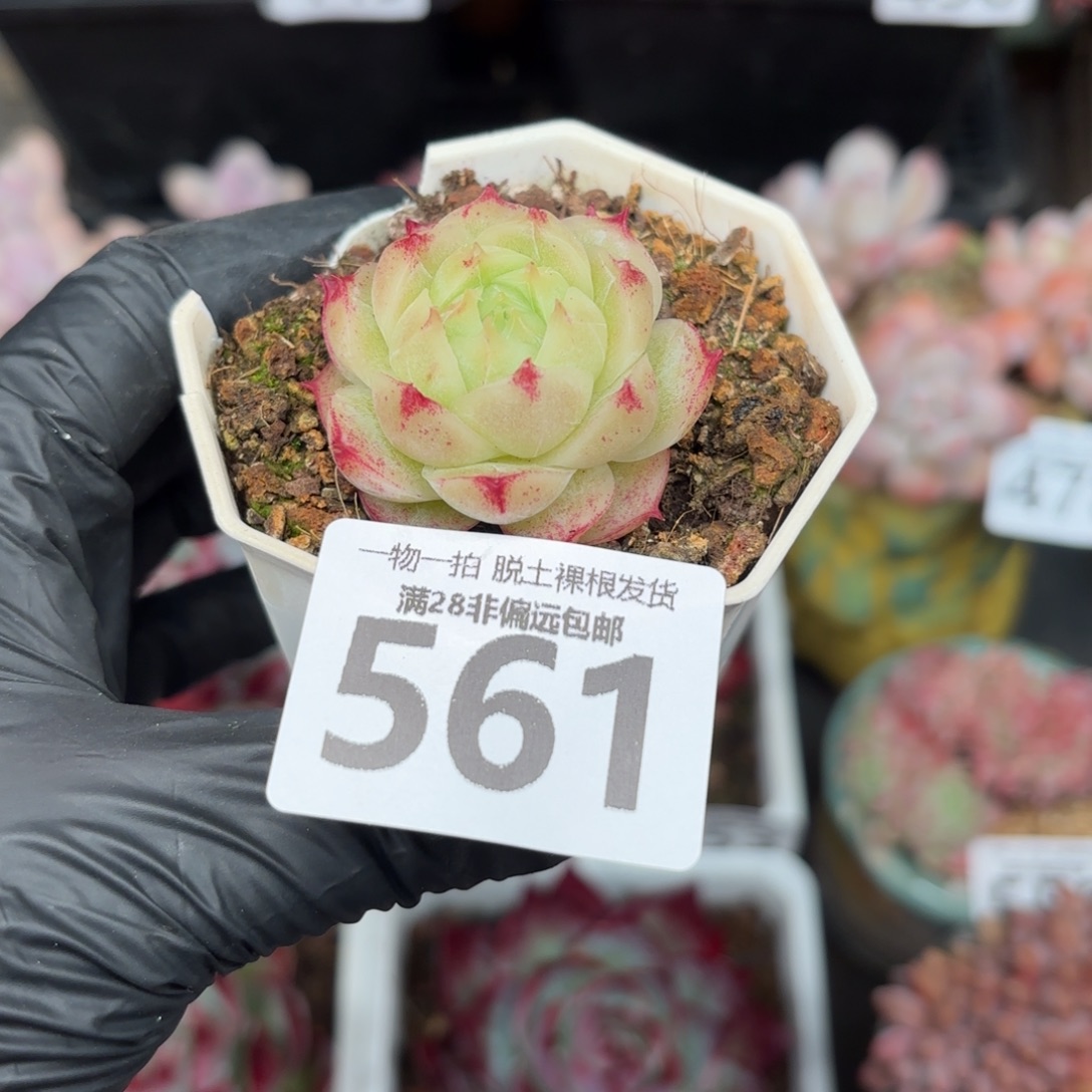 莲华单头无盆土发货