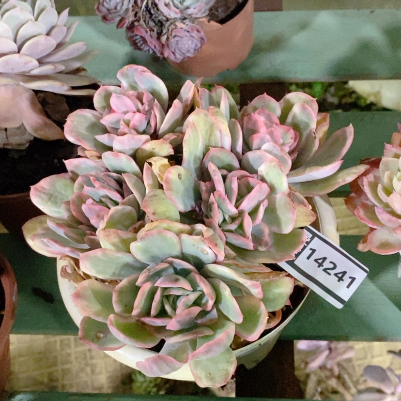 【闪购商品】绮罗14241