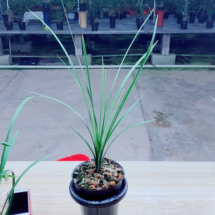 涅****完全开放蕙兰金奥素3苗