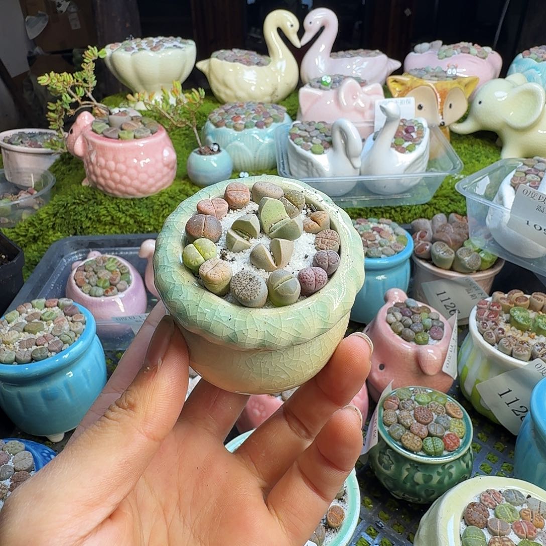 多肉葡萄的味道真的1132