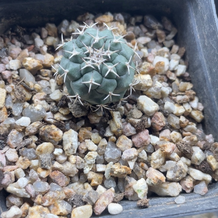 黑白刺实生骄丽秒杀