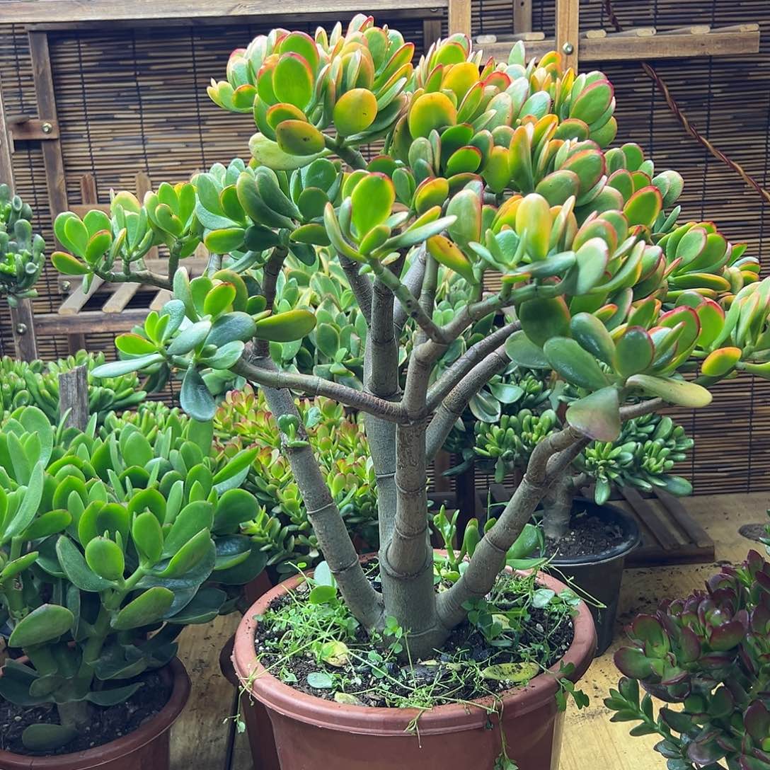 黄金花月 一物一拍 不退不换