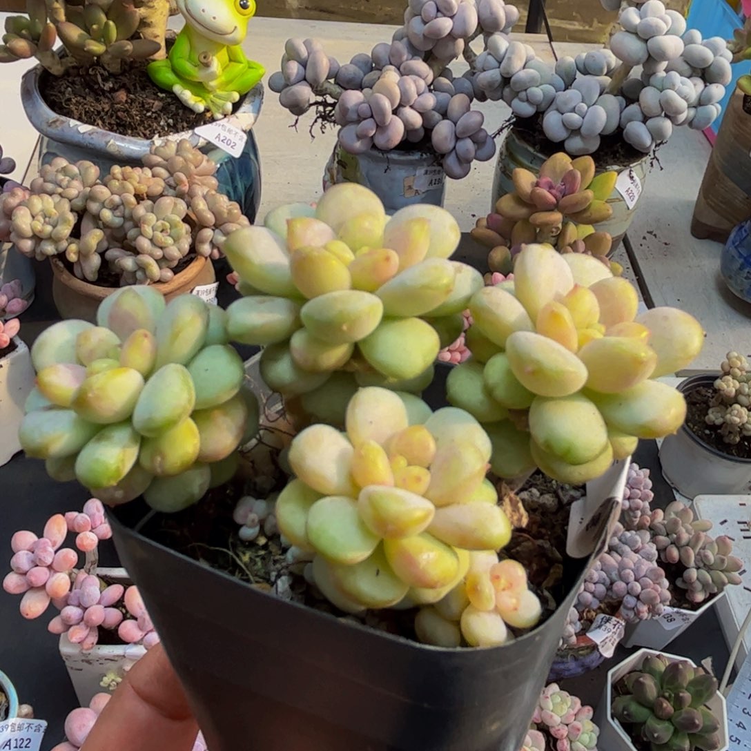 231/6cm阳光玫瑰多肉植物