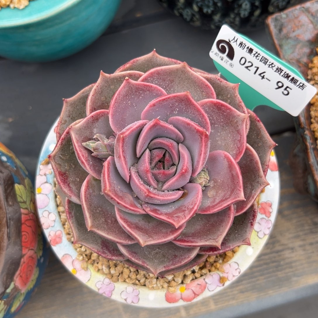 多肉一物一拍0214-95