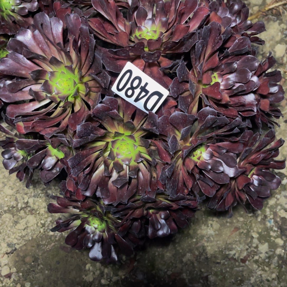 墨铜法师26////30包邮