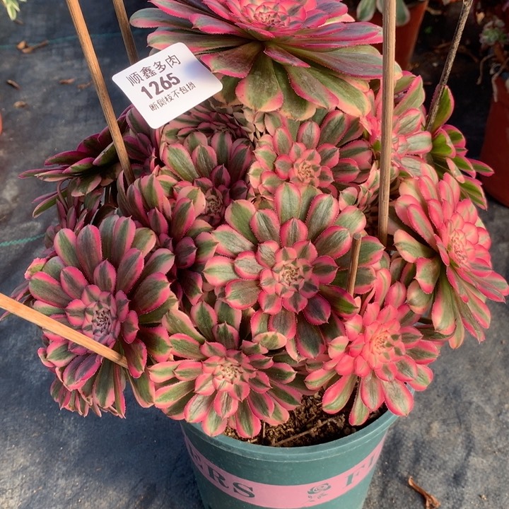 1265粉同多肉植物