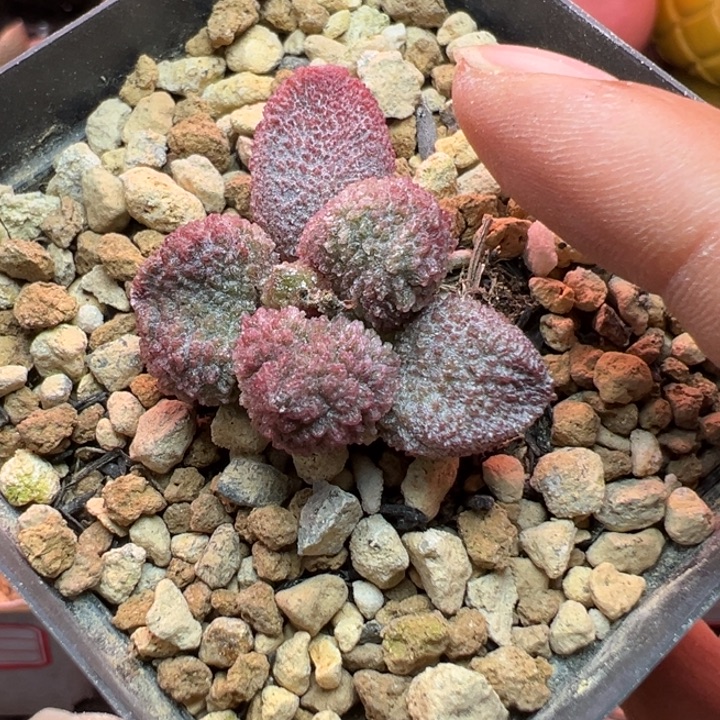 茶***。吉祥如意等名家名作和名家名作的