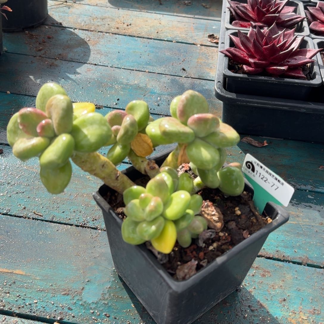 从前慢多肉精选编号1122.77