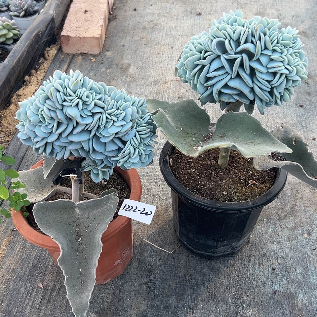 丫***丫1222-20奶茶缀组合2颗寄养