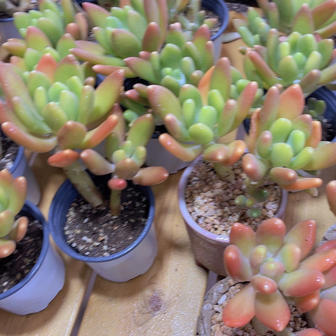 量拍102号 金蝉双头起高腿一个