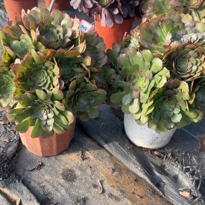 1-12花月夜2处理不包售后