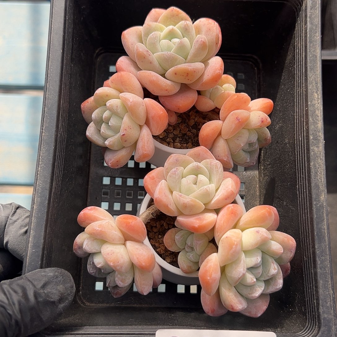 2472，俩个四头冰玉带盆发