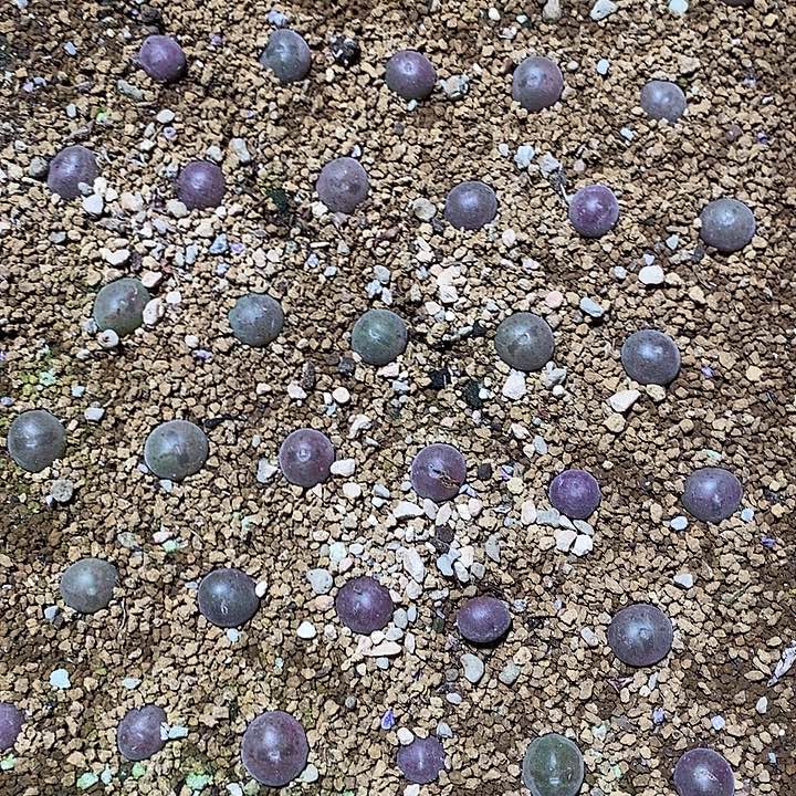 11530超级贵货空蝉样本一颗