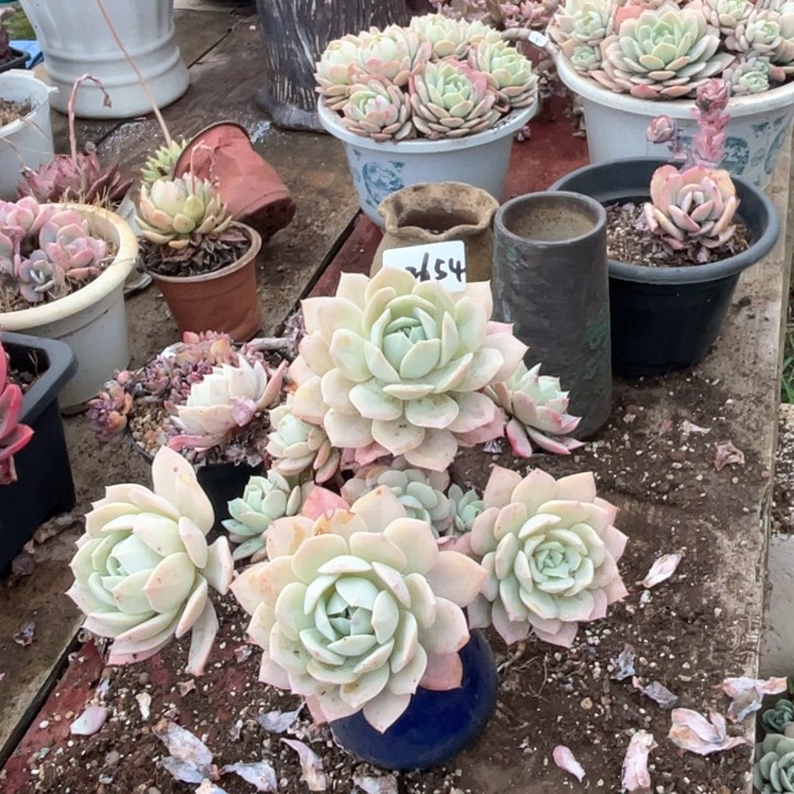 桐*华2654恋曲CC多园