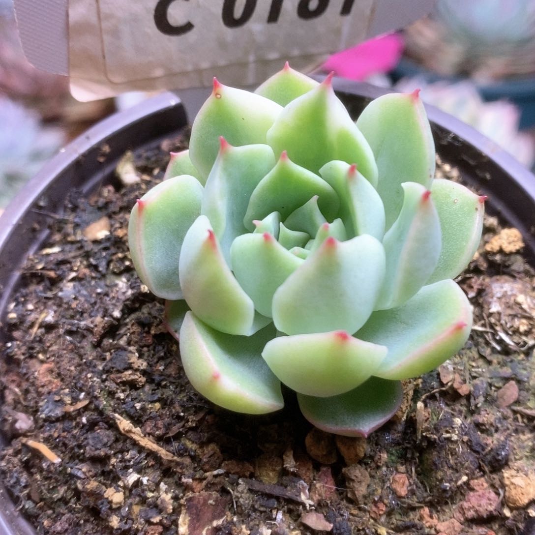 C181加勒比海蓝锦锦锦锦