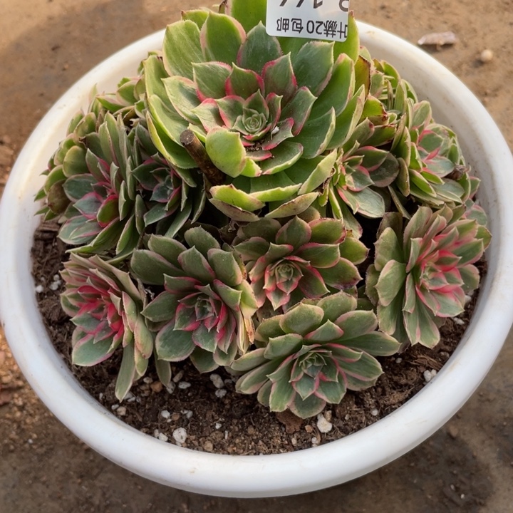 166月华多肉123456