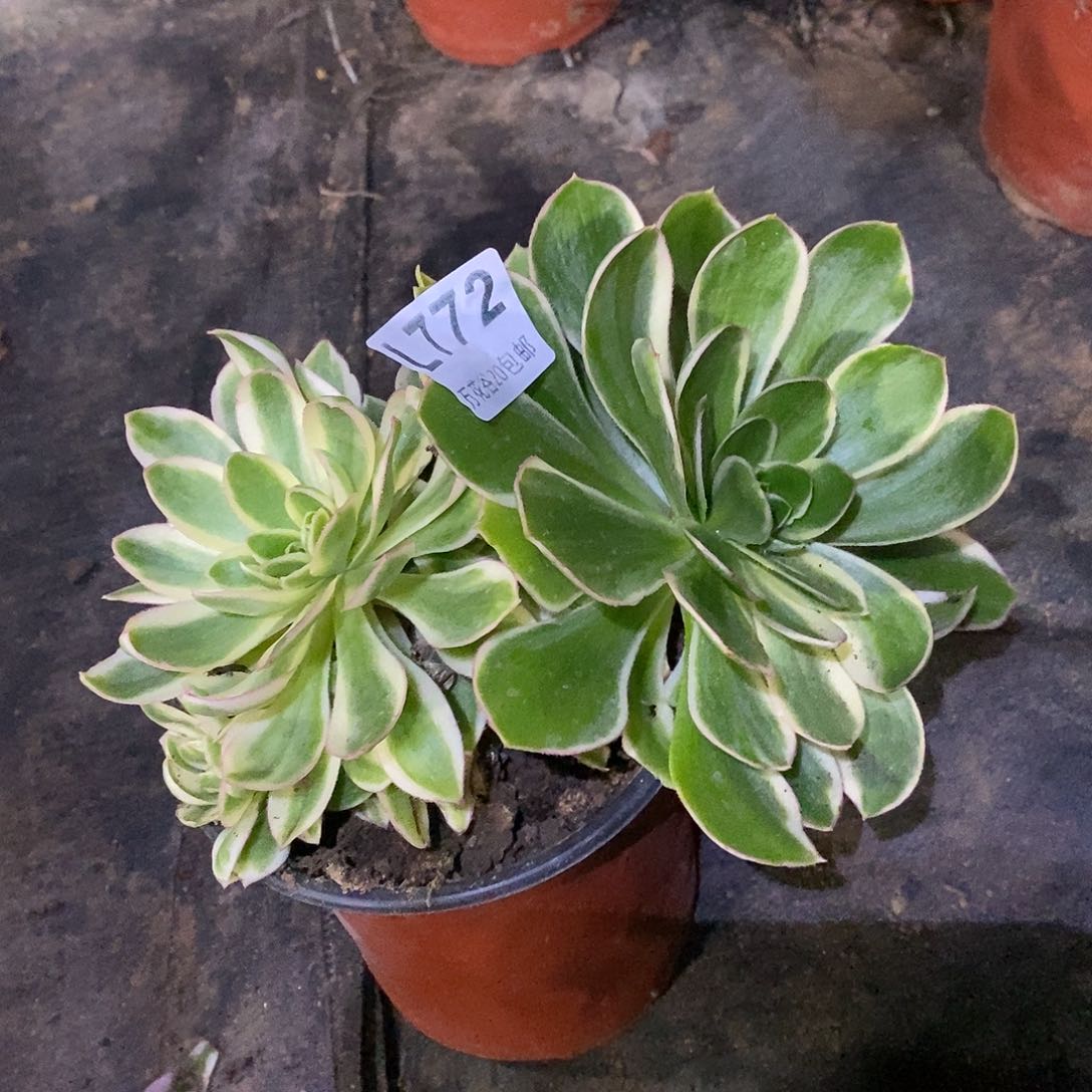 772青莲阴阳多肉植物