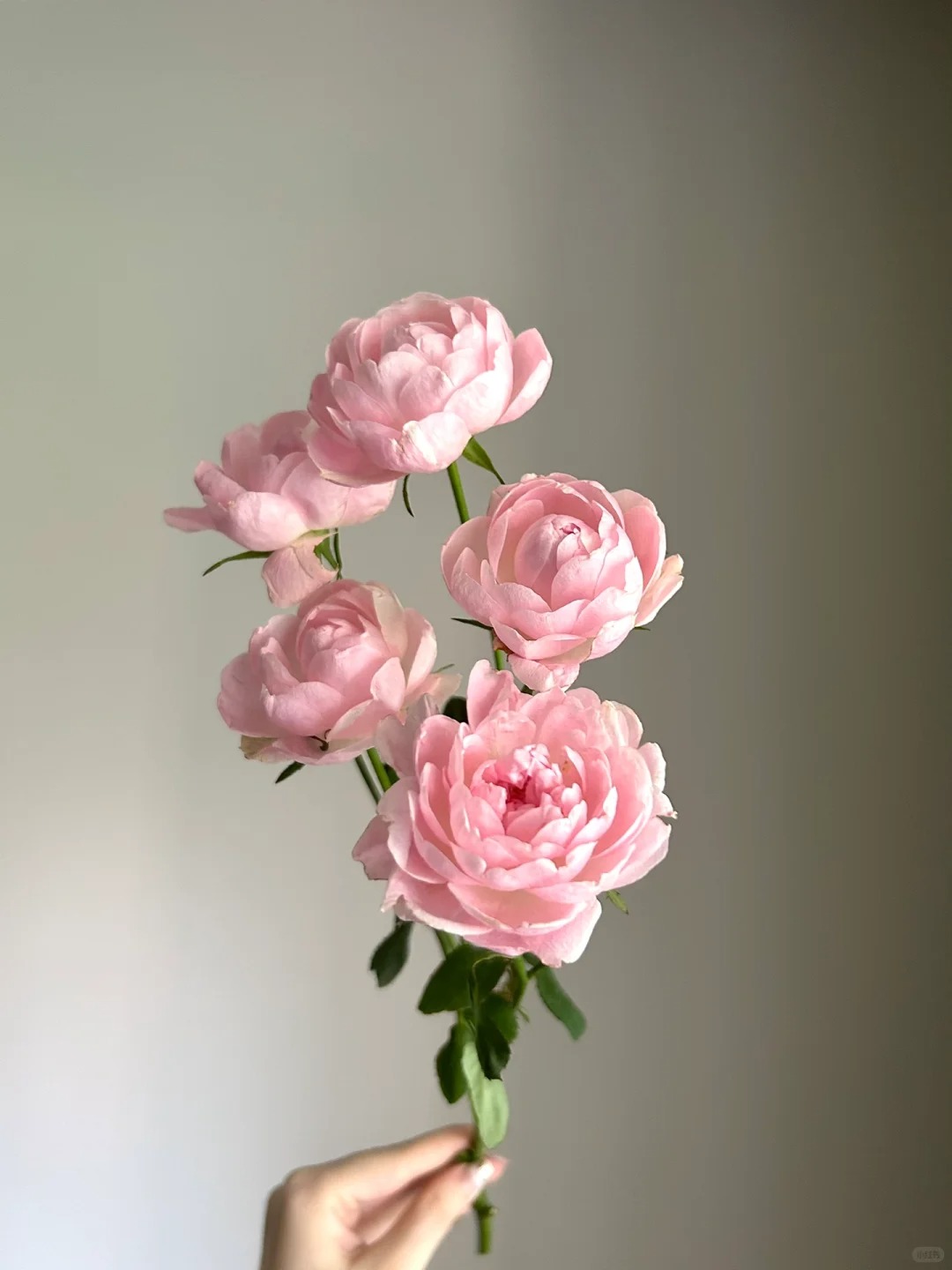 （曼曼）午夜七星多头玫瑰8+2支防损鲜花任意2单包邮