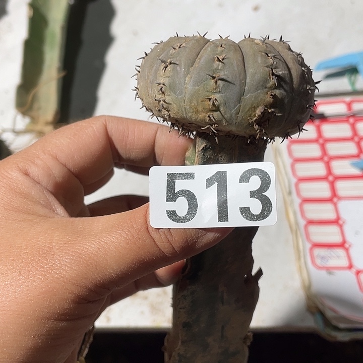 513号三角嫁接凤头一颗仙人球