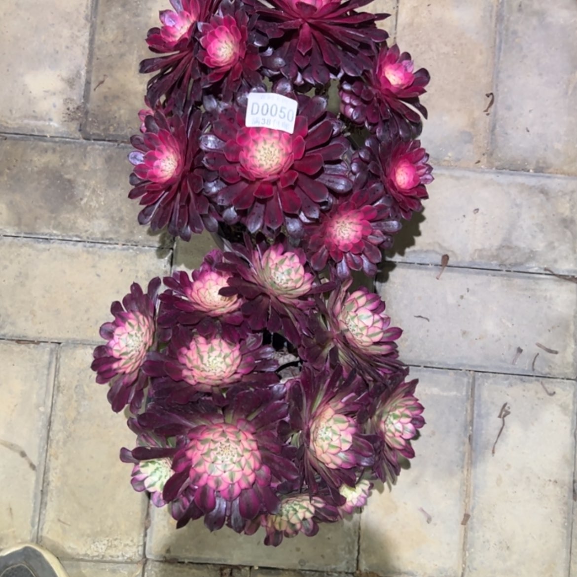 【闪购商品】050红黑铜白多肉