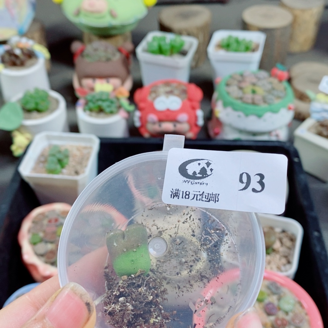 暖***O生石花花哈哈哈哈花花93