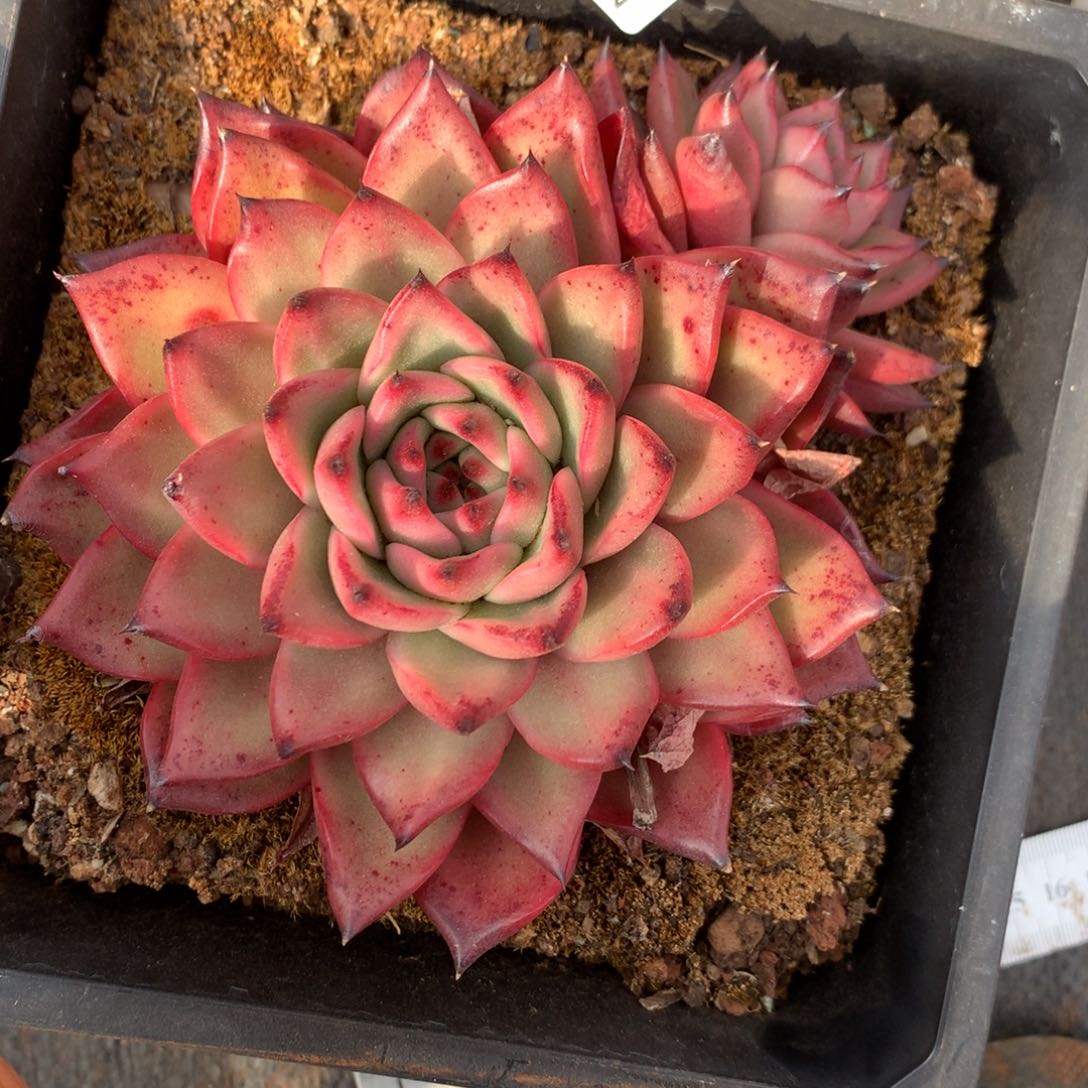 2320杂交精品基地12厘米