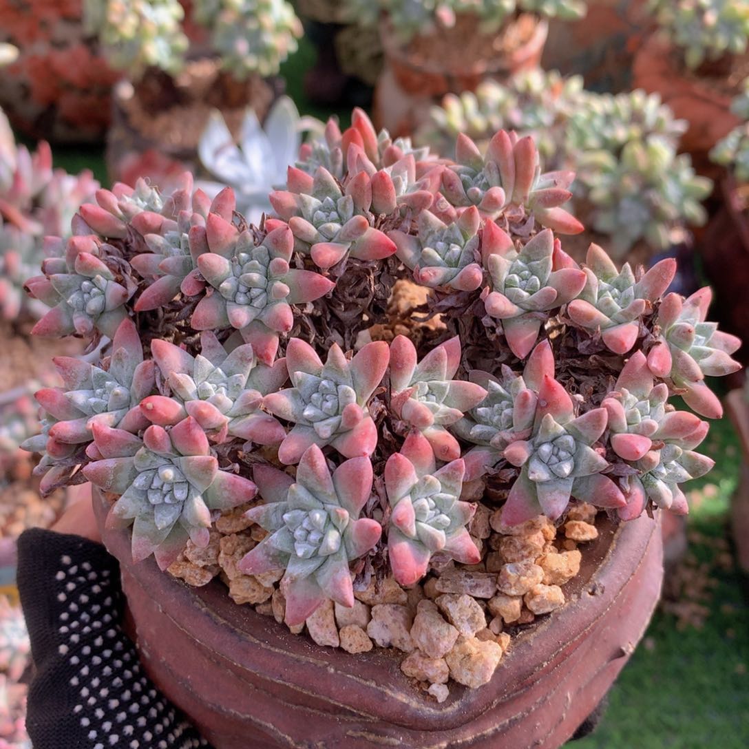 白菊13 公分一物一拍