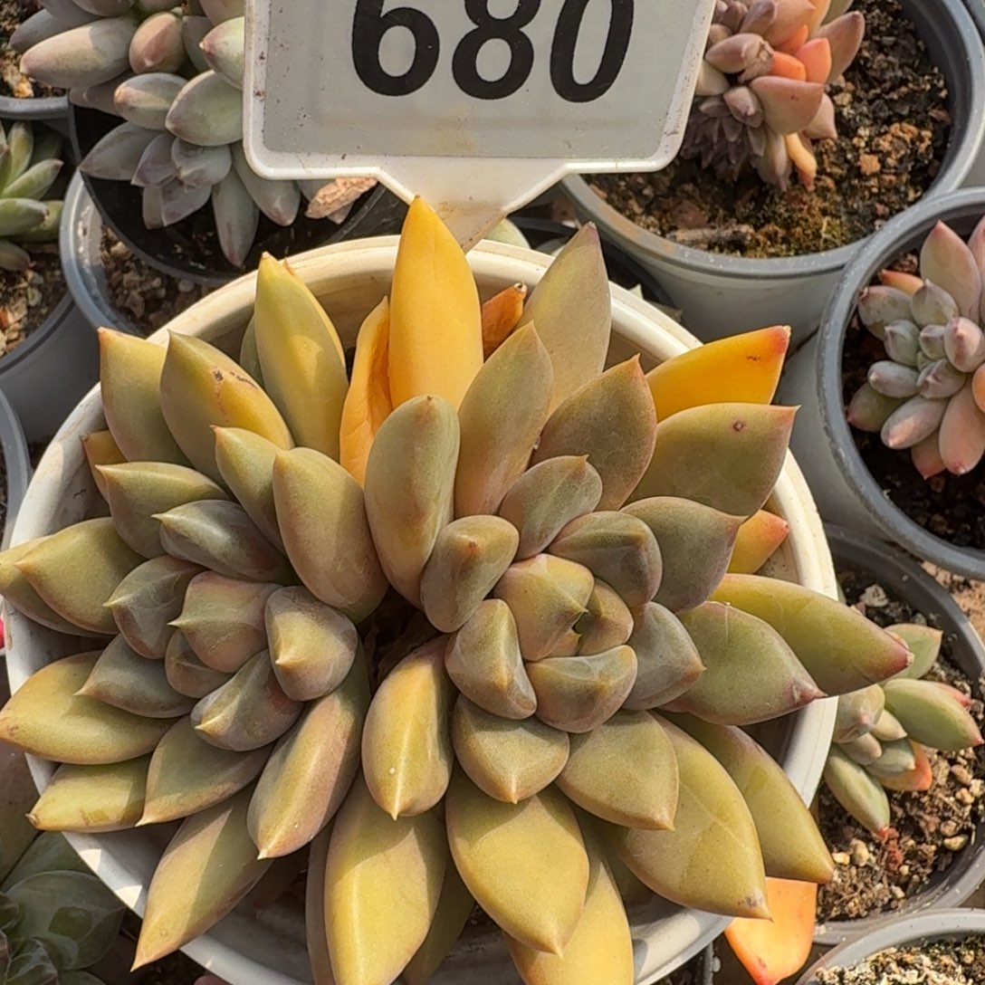 红象牙一物一拍680