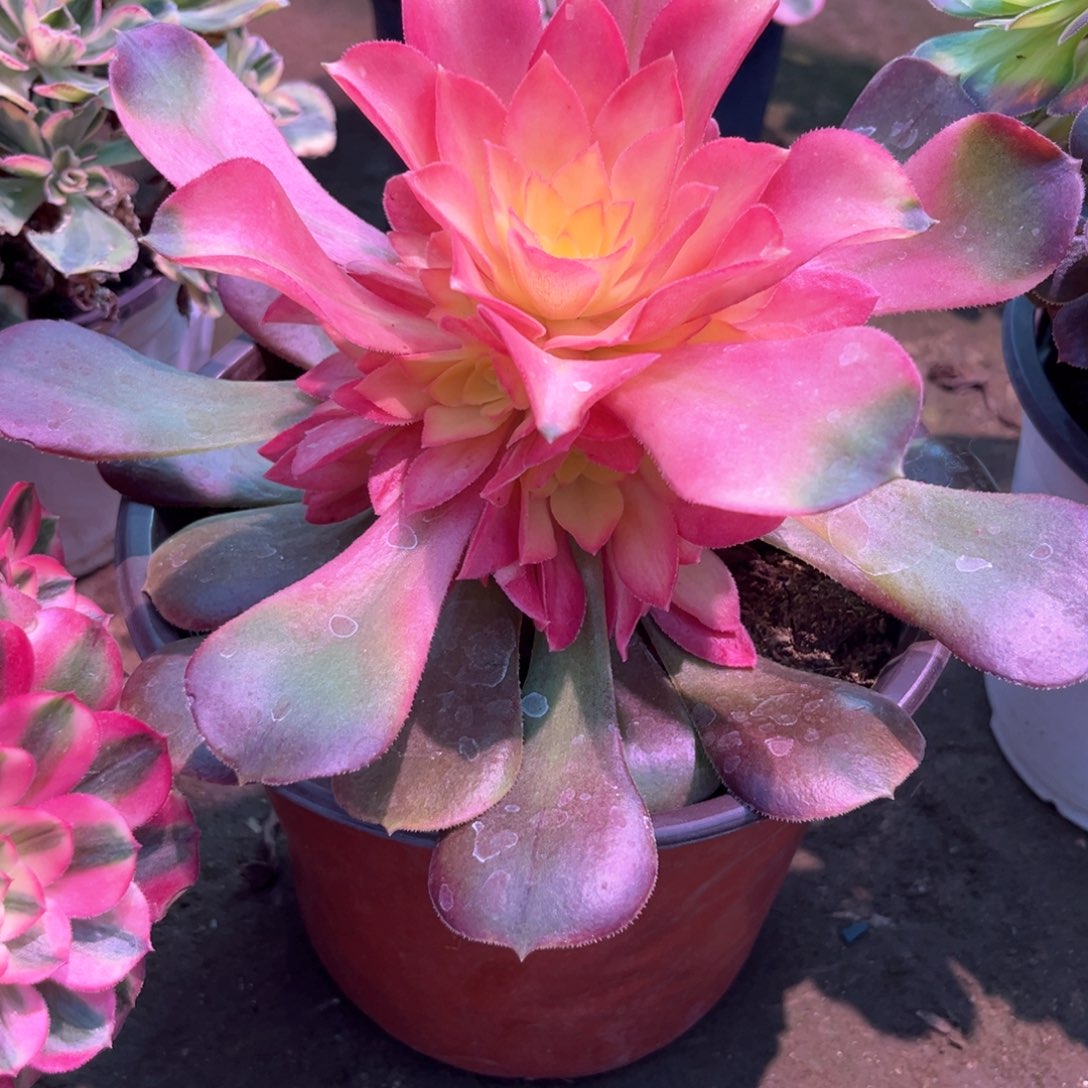 多肉植物香妃751