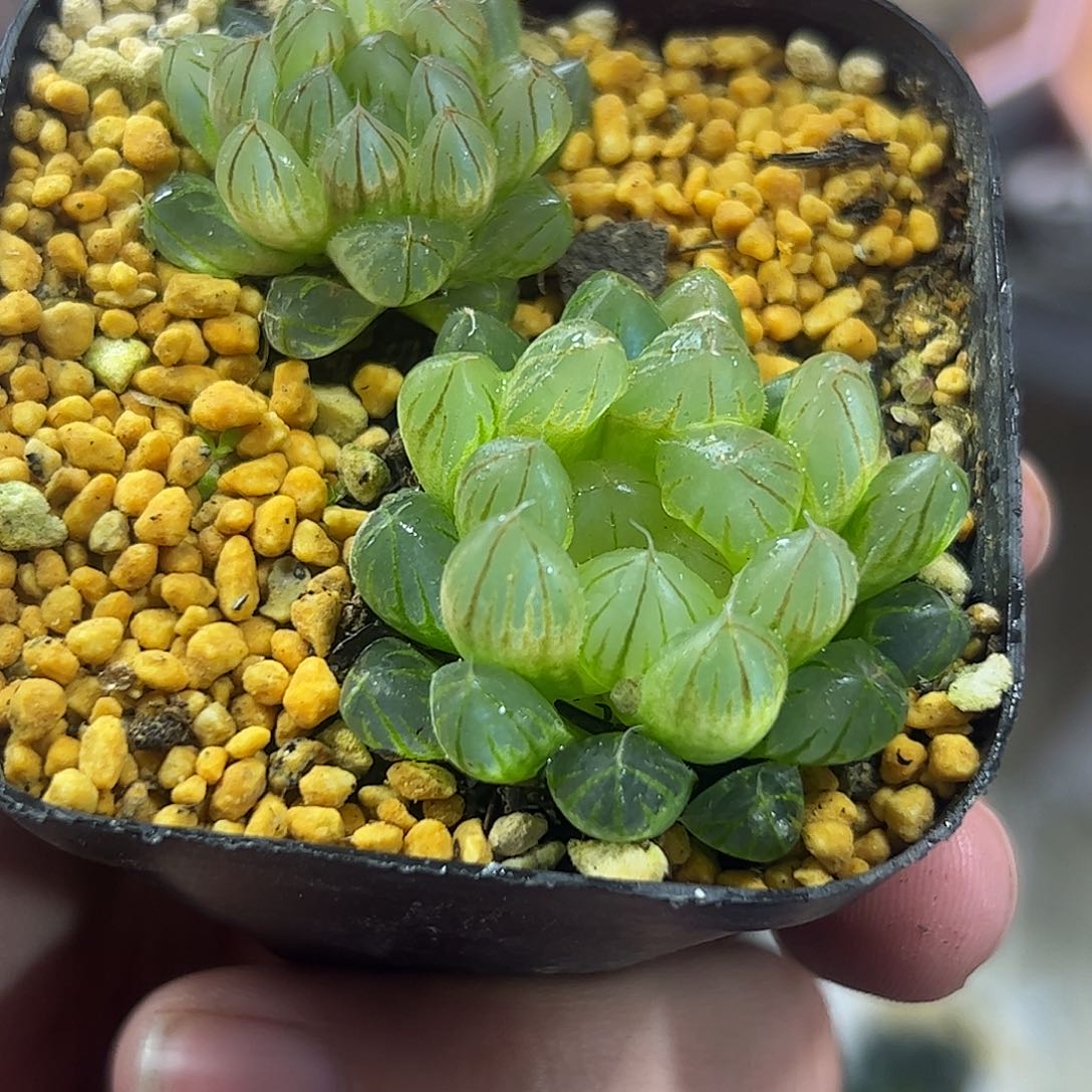 黑肌雨斑锦十二卷多肉