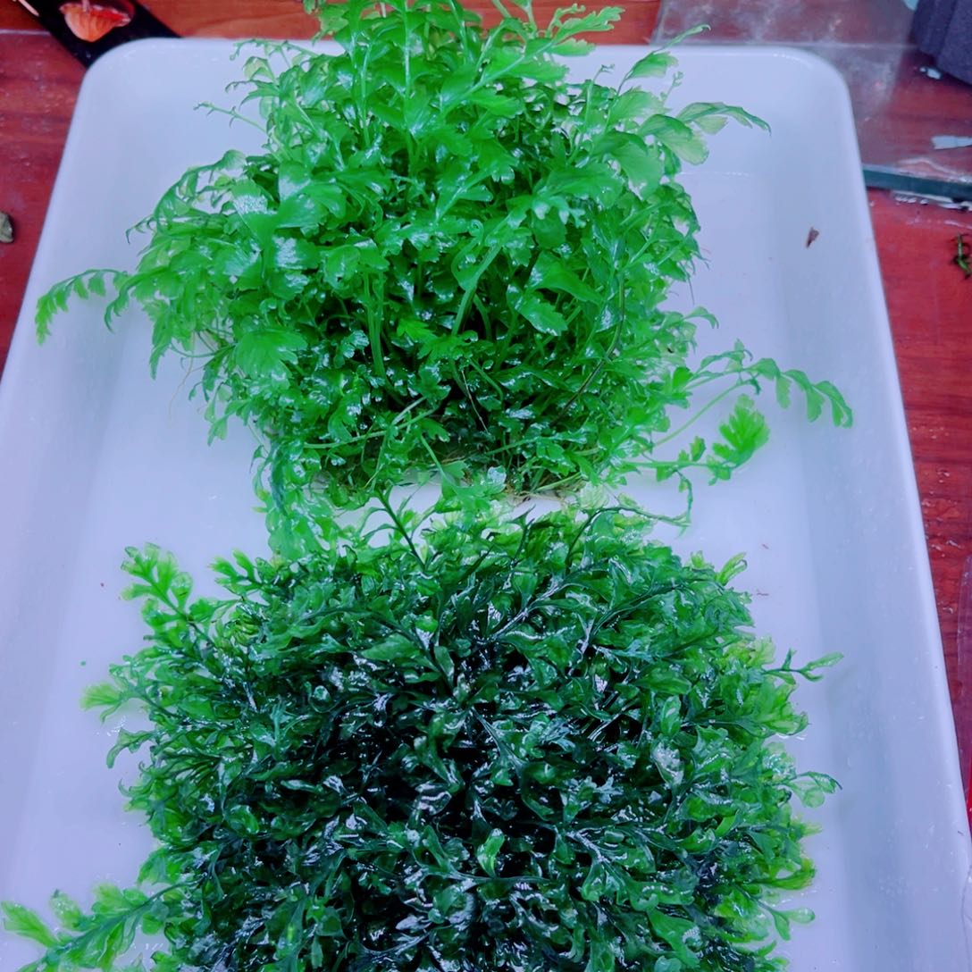 美小呆哇塞套餐一份