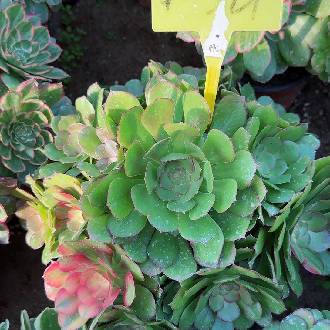 4-321+++多头多肉植物