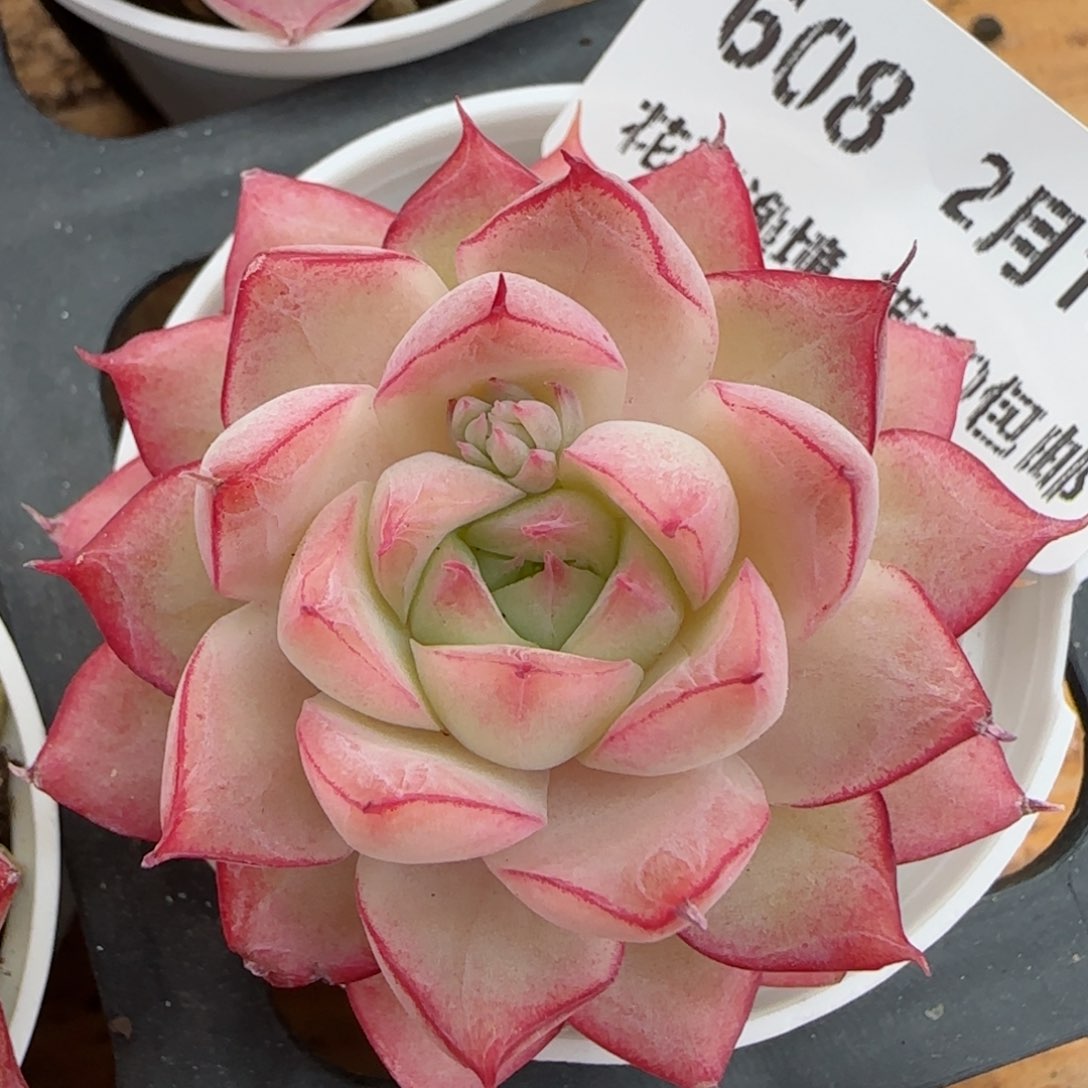 花语逸镜0219-608